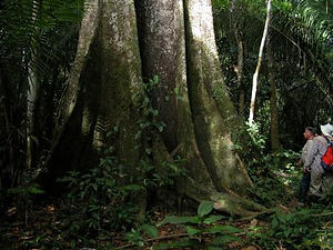 arboles gigantes