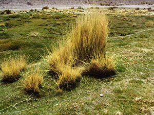 planta del altiplano