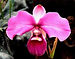 orquideas, cantuta, quina, ichu