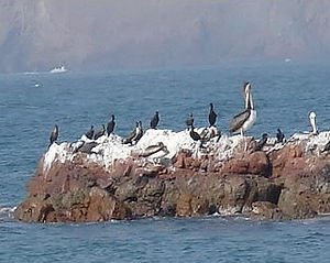 paracas