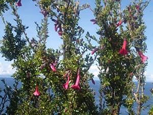 kantuta la flor sagrada de los incas