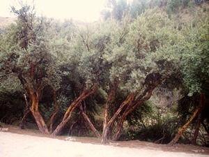 arbol tipico de los andes